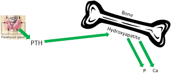 اختلالات غدد پاراتیروئید